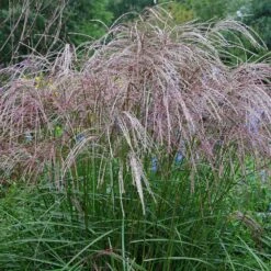 Morning Light Miscanthus -RootedLife Shop Maiden Grass Morning light 4 BB