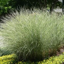 Morning Light Miscanthus -RootedLife Shop Maiden Grass Morning light 6 BB