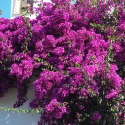 Majestic Purple Bougainvillea -RootedLife Shop Majestic Purple Bougainvillea 3 BB