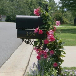 Mandevilla 'Alice Du Pont' Shrub -RootedLife Shop Mandevillea Alice Du Pont 2 BB