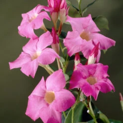 Mandevilla 'Alice Du Pont' Shrub -RootedLife Shop Mandevillea Alice Du Pont 3