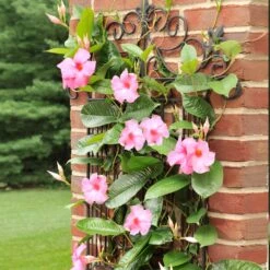 Mandevilla 'Alice Du Pont' Shrub -RootedLife Shop Mandevillea Alice Du Pont 6