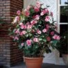 Mandevilla 'Alice Du Pont' Shrub -RootedLife Shop Mandevillea Alice Du Pont BB 600x600 4607f243 89e5 4ddc 8399 1963674ce920