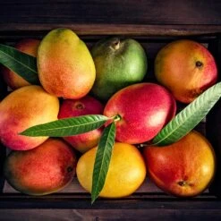 Mango Kit -RootedLife Shop Mango Kit 2 BB