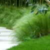 Mexican Feather Grass -RootedLife Shop Mexican Feather Grass BB 600x600 1c4ae0ed 716d 453c b7c2 08137419482c