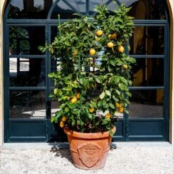 Meyer Lemon Bush -RootedLife Shop Meyer Lemon Bush 3 BB