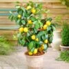 Meyer Lemon Bush 1 Meyer Lemon Bush -RootedLife Shop Meyer Lemon Bush BB 600x600 d2864c66 333e 427e 9aed a19142d70475