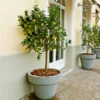 Meyer Lemon Tree 2 Meyer Lemon Tree -RootedLife Shop Meyer Lemon Tree BB 600x600 da28eb6e 559f 4c5b 8645 406f32567af1