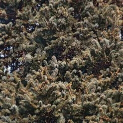 Meyer Spruce Tree -RootedLife Shop Meyer Spruce Tree 3