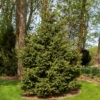 Meyer Spruce Tree -RootedLife Shop Meyer Spruce Tree BB 600x600 3914b049 8bea 4398 a1ec 4cf6e2952c0d