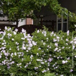 Miss Kim Lilac Shrub -RootedLife Shop Miss Kim Lilac Shrub 1 BB