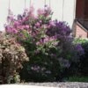 Miss Kim Lilac Shrub 1 Miss Kim Lilac Shrub -RootedLife Shop Miss Kim Lilac Shrub 600x600 BB