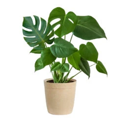 Monstera (Swiss Cheese Plant) -RootedLife Shop Monstera Iso Delilah Tan