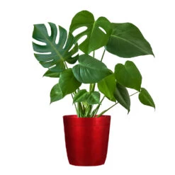 Monstera (Swiss Cheese Plant) -RootedLife Shop Monstera Iso Delilah red