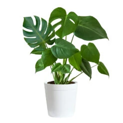 Monstera (Swiss Cheese Plant) -RootedLife Shop Monstera Iso Delilah white