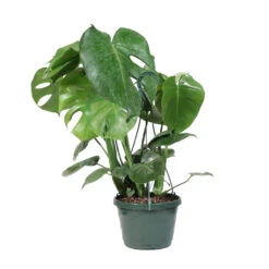Monstera (Swiss Cheese Plant) -RootedLife Shop Monstera Iso Standard 2G baskett