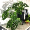 Monstera Adansonii Plant 2 Monstera Adansonii Plant -RootedLife Shop Monstera adansonii BB 600x600 386cc672 bc1b 4fbf 98fe 0cfe7a27ba91