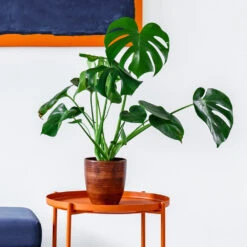 Monstera Deliciosa And Fiddle Leaf Fig Combo 9 Monstera Deliciosa And Fiddle Leaf Fig Combo -RootedLife Shop Monstera delisiosa 1 BB 1e1c3526 fe20 4928 82b7 1fb3345e48a8