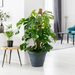 Monstera (Swiss Cheese Plant) -RootedLife Shop Monstera delisiosa 2 BB