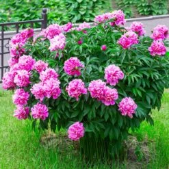 Mr. Ed Peony 7 Mr. Ed Peony -RootedLife Shop Mr Ed peony 2