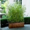 Bamboo Hedge Multiplex -RootedLife Shop Multi Plex Bamboo BB 600x600 24d38503 0998 4673 ae97 b359f5588bfb