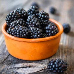 Navaho Blackberry -RootedLife Shop Navaho Blackberry 4 BB