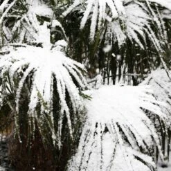 Needle Palm Tree -RootedLife Shop Needle Palm 5 BB