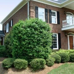 Nellie Stevens Holly Tree -RootedLife Shop Nellie Stevens Holly 4 BB cdfcd011 03cc 46f6 b5b8 a67c7f3eb3ea