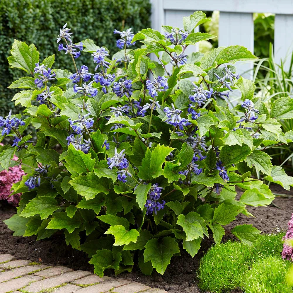 New Love Clematis Shrub 5 New Love Clematis Shrub - Image 3