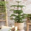 Norfolk Island Pine Tree -RootedLife Shop Norfolk Island Pine 3