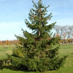 Norway Spruce Tree -RootedLife Shop Norway Spruce 4 BB