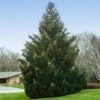 Norway Spruce Tree -RootedLife Shop Norway Spruce 600x600 BBB