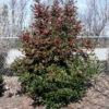 Oak Leaf™ Holly Tree -RootedLife Shop Oak Leaf Holly BB 600x600 510c255d 030f 4121 9386 54aa540801ee