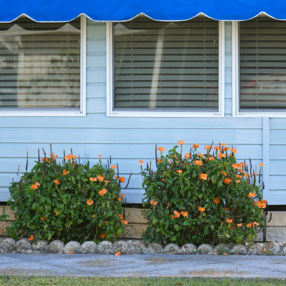 Orange Marmalade Crossandra 6 Orange Marmalade Crossandra - Image 4