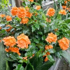 Orange Marmalade Crossandra