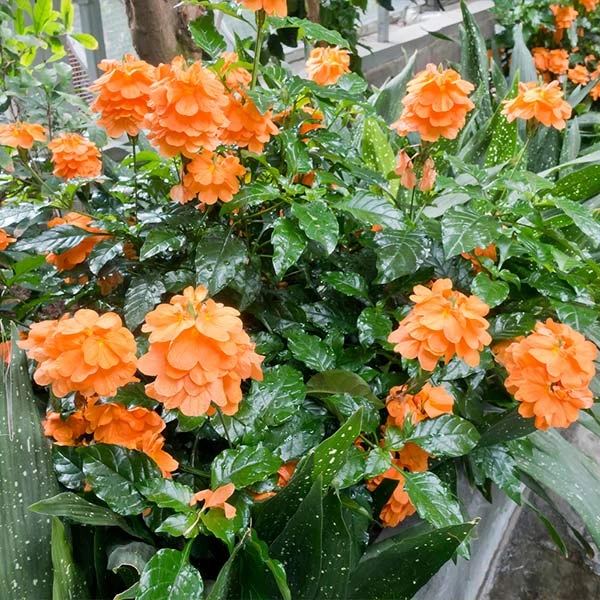 Orange Marmalade Crossandra 3 Orange Marmalade Crossandra