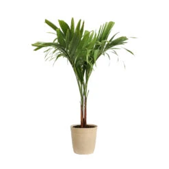 Christmas Palm Tree -RootedLife Shop PAL CHR 23 3 delilah beige
