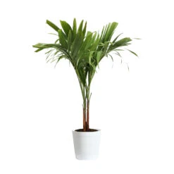 Christmas Palm Tree -RootedLife Shop PAL CHR 23 3 delilah white