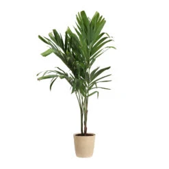 Christmas Palm Tree -RootedLife Shop PAL CHR 34 3 delilah beige