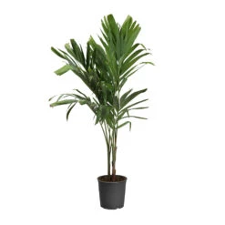 Christmas Palm Tree -RootedLife Shop PAL CHR 34 3 standard pot