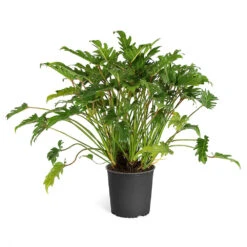 Xanadu Philodendron (Winterbourn) Plant 15 Xanadu Philodendron (Winterbourn) Plant -RootedLife Shop PHL XAN3