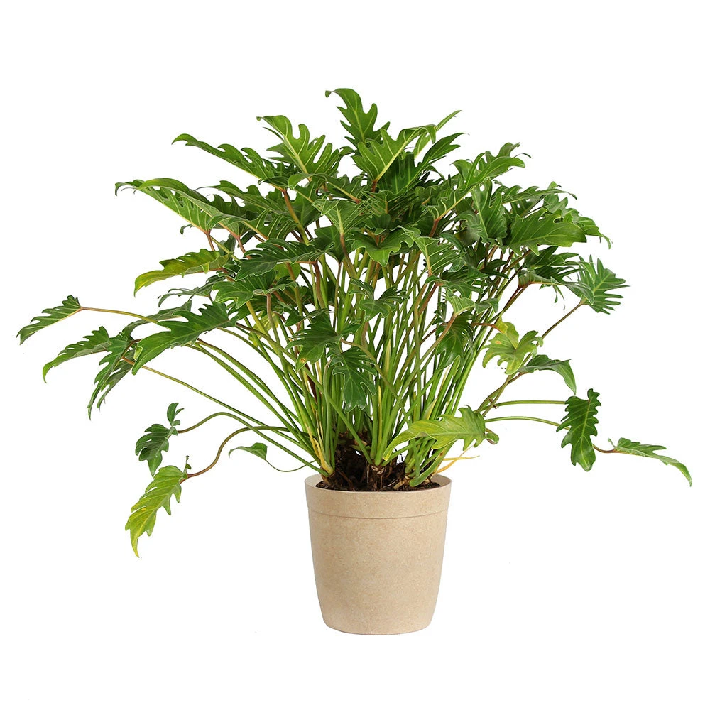 Xanadu Philodendron (Winterbourn) Plant 10 Xanadu Philodendron (Winterbourn) Plant - Image 8