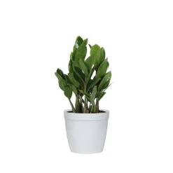 ZZ Plant 14 ZZ Plant -RootedLife Shop PLA ZZP.6 delilah white da005efa b098 40b3 8b36 4496190034d6