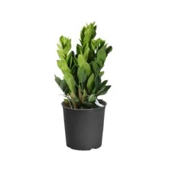 ZZ Plant 15 ZZ Plant -RootedLife Shop PLA ZZP3