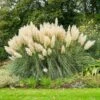 Pampas Grass -RootedLife Shop Pampas Grass BB 600x600 c1d0d4ec 783f 403e 96a4 5b92b81b7f75