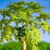 Papaya Tree -RootedLife Shop Papaya BB 600x600 eb3f02f0 c864 47e2 b405 7c3f1a316696