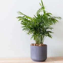 Air-Purifying House Plant Kit 12 Air-Purifying House Plant Kit -RootedLife Shop Parlor Palm 3 BB 66a189c2 6899 4ad9 b079 0bdc8740bf80