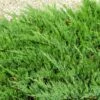 Parson’s Juniper -RootedLife Shop Parsons Juniper BB 600x600 bfb556a4 c4f9 40d1 a29a a79b99e11964