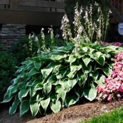 Patriot Hosta -RootedLife Shop Patriot Hosta 1 BB