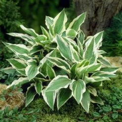 Patriot Hosta -RootedLife Shop Patriot Hosta 4